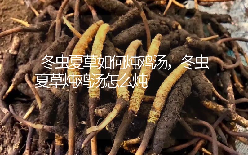 冬蟲夏草如何燉雞湯，冬蟲夏草燉雞湯怎么燉