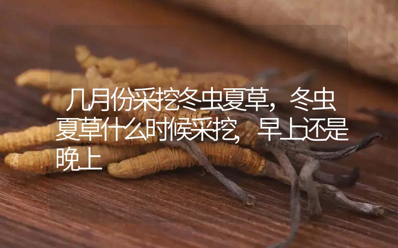 幾月份采挖冬蟲夏草，冬蟲夏草什么時(shí)候采挖,早上還是晚上