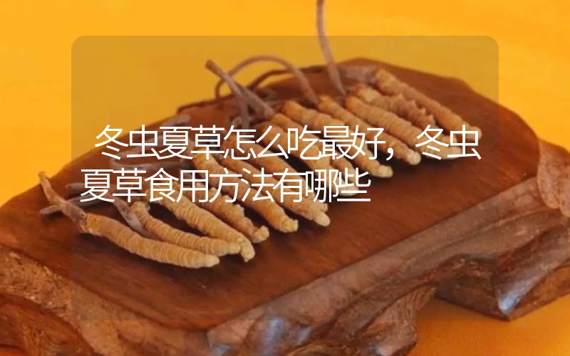 冬蟲夏草怎么吃最好，冬蟲夏草食用方法有哪些