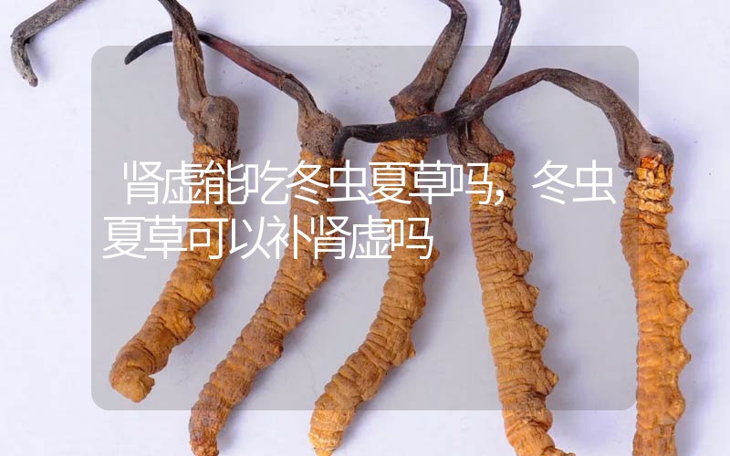 腎虛能吃冬蟲夏草嗎，冬蟲夏草可以補(bǔ)腎虛嗎？