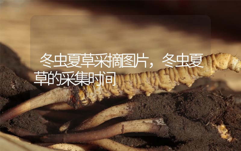 冬蟲夏草采摘圖片，冬蟲夏草的采集時(shí)間