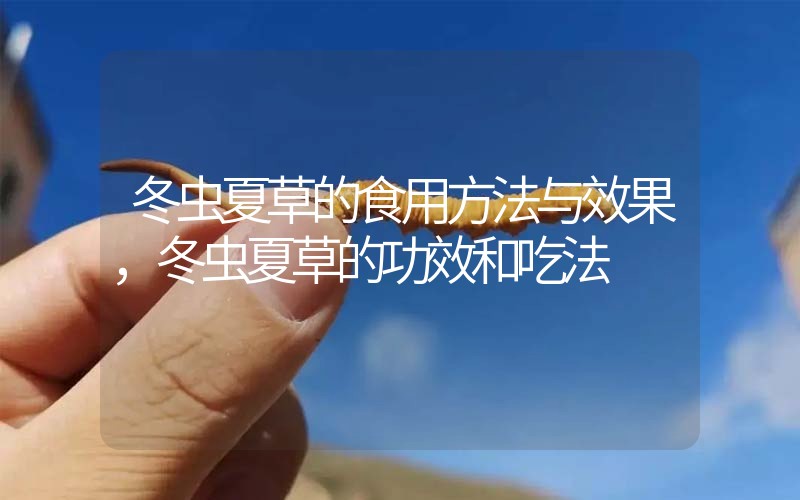 冬蟲夏草的食用方法與效果，冬蟲夏草的食用方法！