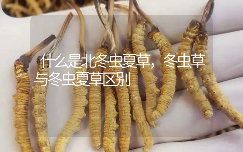 什么是北冬蟲夏草，北冬蟲草與冬蟲夏草區(qū)別