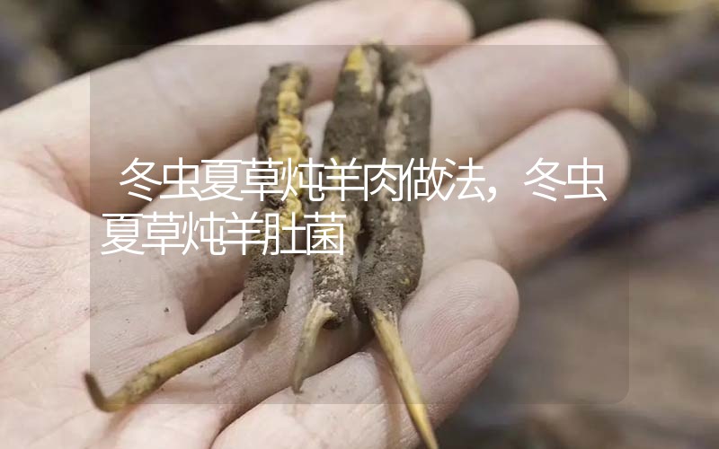 冬蟲夏草燉羊肉做法，冬蟲夏草燉羊肚菌