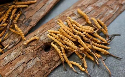 冬蟲(chóng)夏草多少錢(qián)一克，哪個(gè)地區(qū)的質(zhì)量比較可靠呢
