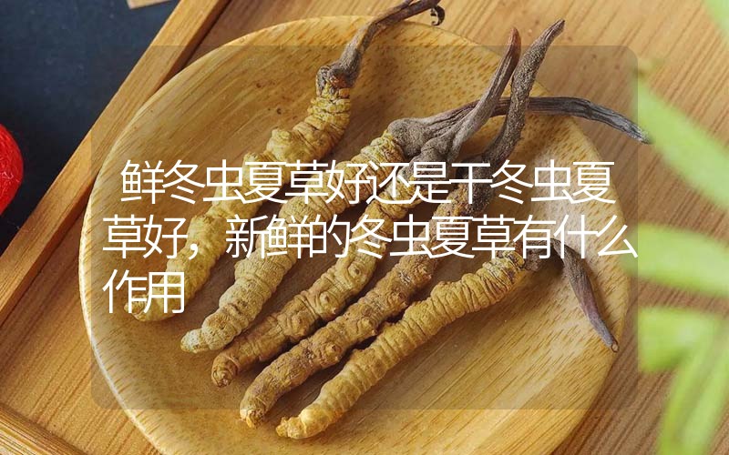 鮮冬蟲夏草好還是干冬蟲夏草好，新鮮的冬蟲夏草有什么作用
