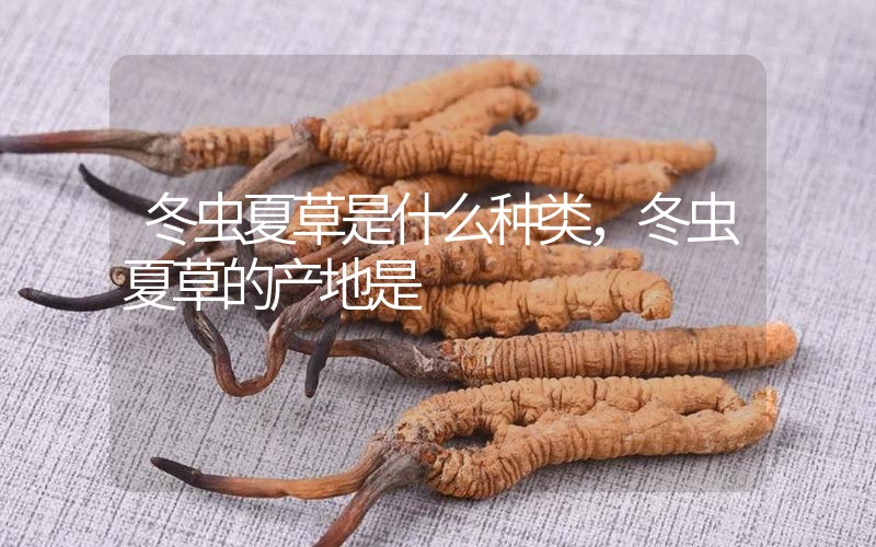 冬蟲夏草是什么種類，冬蟲夏草的產(chǎn)地是