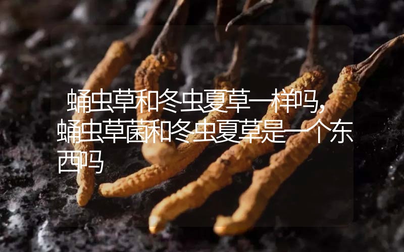 蛹蟲(chóng)草和冬蟲(chóng)夏草一樣嗎?，蛹蟲(chóng)草菌和冬蟲(chóng)夏草是一個(gè)東西嗎