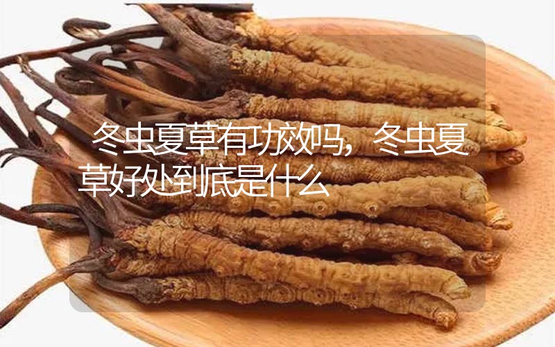 冬蟲夏草到底有什么神奇作用?冬蟲夏草好處到底有哪些？