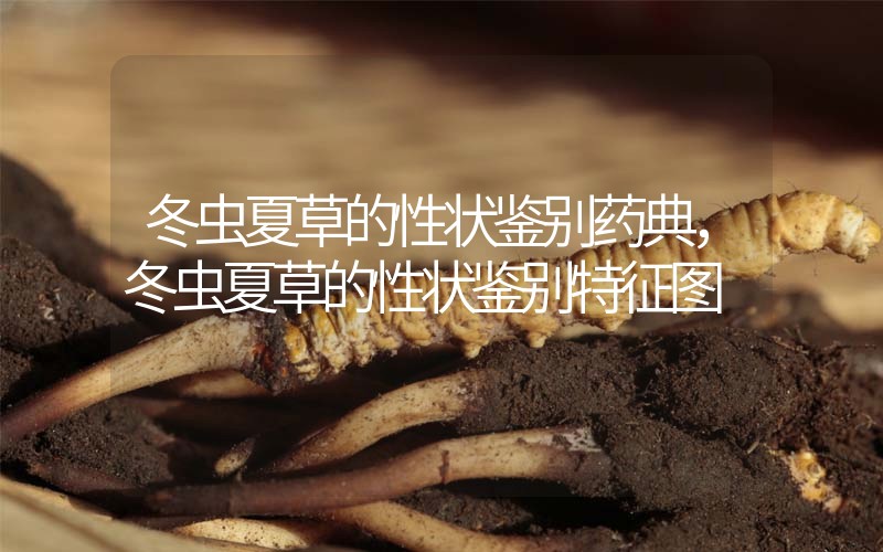冬蟲夏草的性狀鑒別藥典，冬蟲夏草的性狀鑒別特征圖