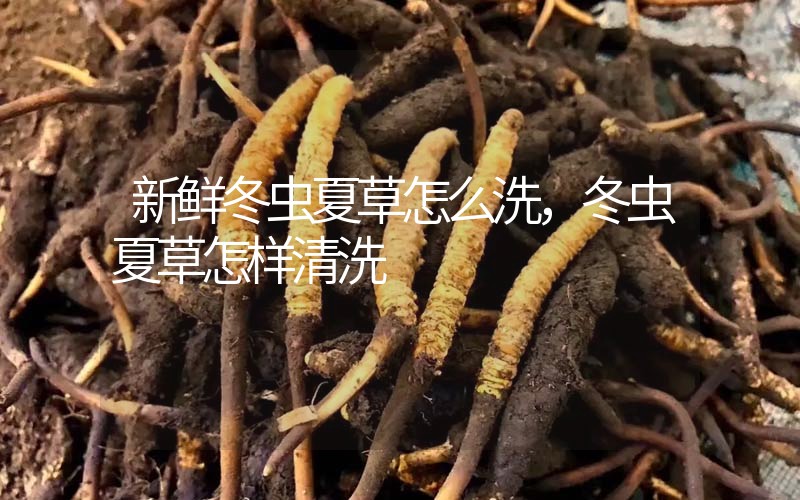 新鮮冬蟲夏草怎么洗，冬蟲夏草怎樣清洗