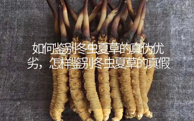 如何鑒別冬蟲夏草的真?zhèn)蝺?yōu)劣，怎樣鑒別冬蟲夏草的真假