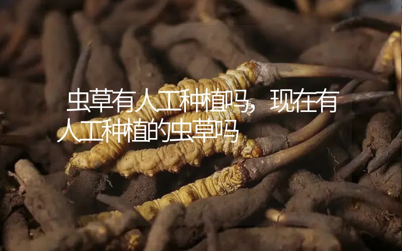 蟲草有人工種植嗎，現(xiàn)在有人工種植的蟲草嗎