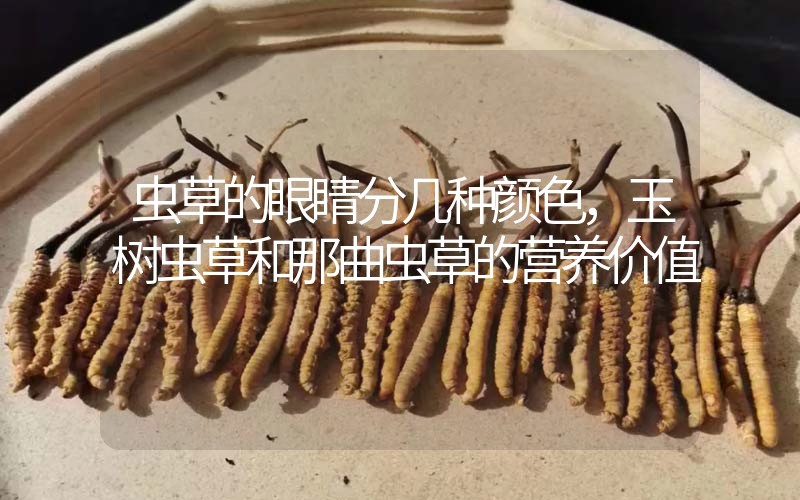 蟲草的眼睛分幾種顏色，玉樹蟲草和那曲蟲草的營養(yǎng)價值