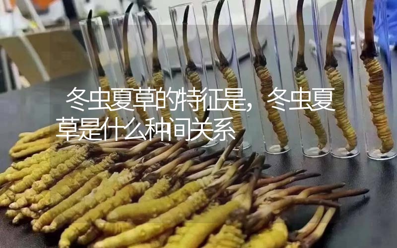 冬蟲夏草的特征是，冬蟲夏草是什么種間關(guān)系