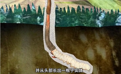 冬蟲夏草到底是蟲還是草？你猜到了嗎？