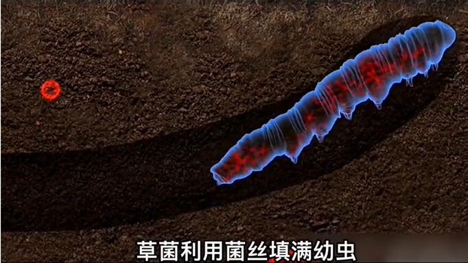 神奇的冬蟲夏草為什么能從蟲子變成草？它到底是怎么形成的呢？