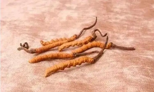哪個(gè)產(chǎn)地的冬蟲夏草營養(yǎng)價(jià)值高,哪里的蟲草更好？