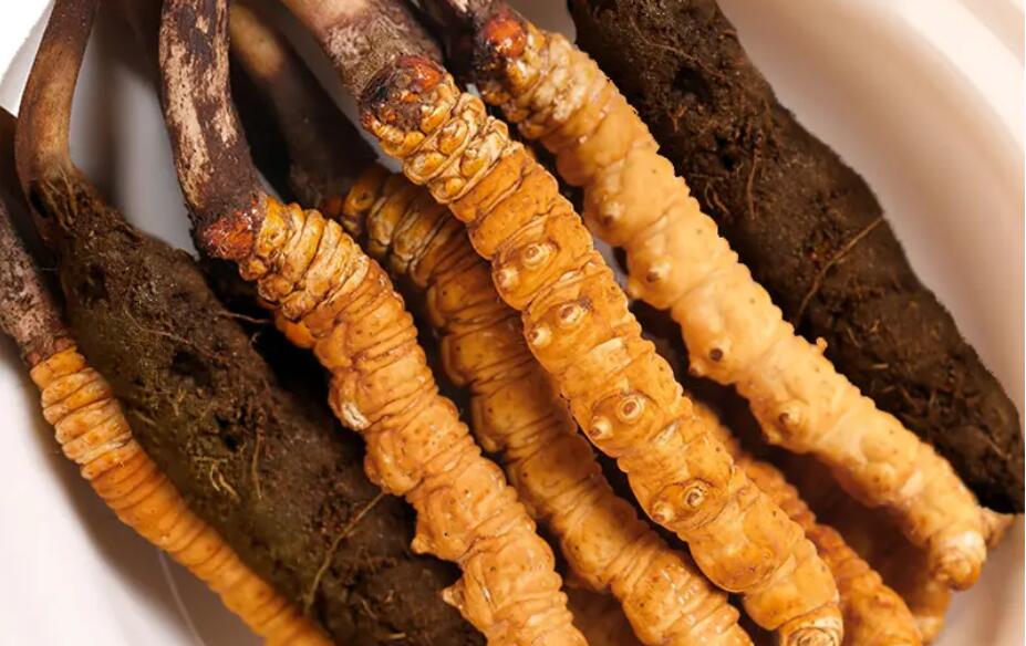 那曲野生冬蟲(chóng)夏草一根多少錢?