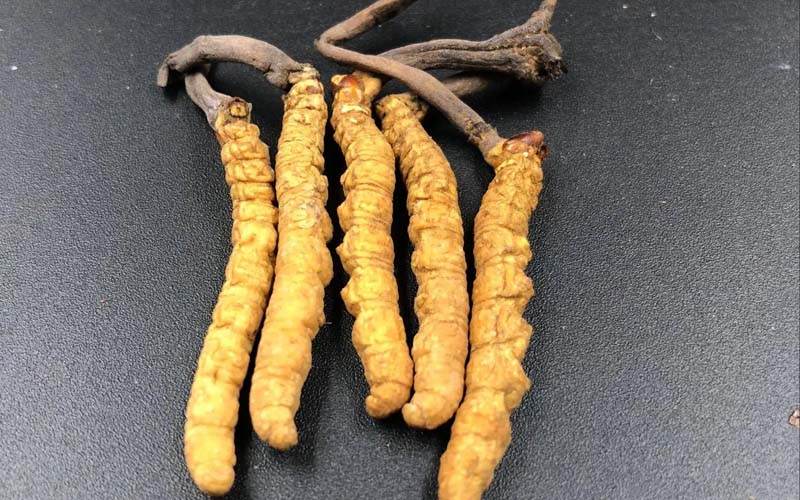 冬蟲(chóng)夏草是植物還是蟲(chóng)子(冬蟲(chóng)夏草是一種草嗎)