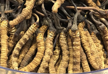 吃冬蟲夏草會(huì)出現(xiàn)過敏情況嗎？冬蟲夏草適合什么人吃？
