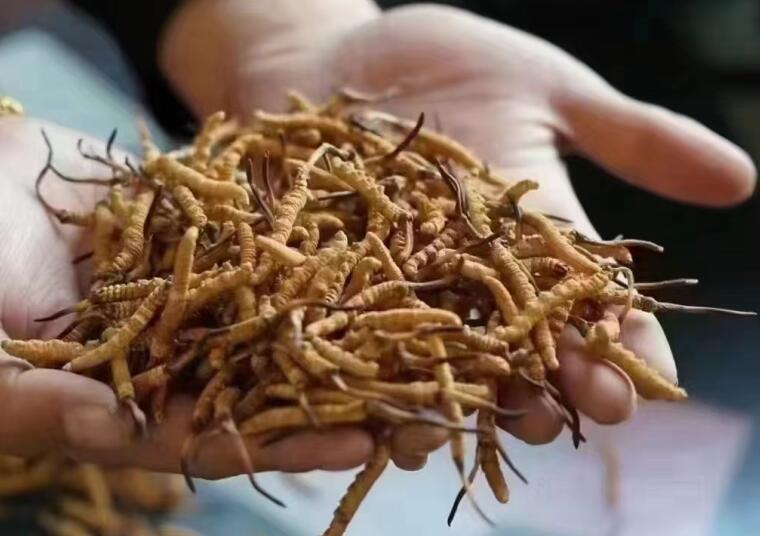 新鮮冬蟲(chóng)夏草怎么洗最好？新鮮冬蟲(chóng)夏草怎么清洗？