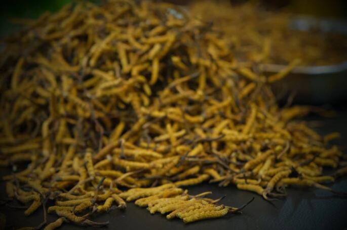 冬蟲(chóng)夏草的有效成分和化學(xué)成分