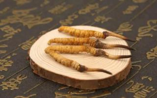 送禮送健康高檔冬蟲(chóng)夏草送禮該如何選？