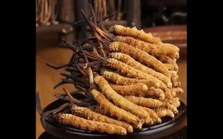 為什么藏民手里的蟲草比網(wǎng)上貴？