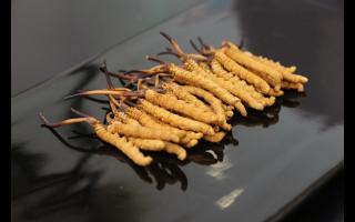 新鮮冬蟲夏草有什么優(yōu)勢？