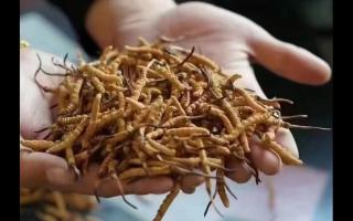 新鮮冬蟲夏草怎么吃？