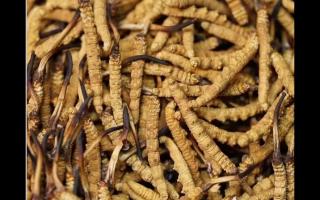 食用冬蟲夏草不能忽視量效關系？
