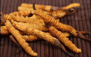 新鮮的冬蟲(chóng)夏草可以曬干嗎？