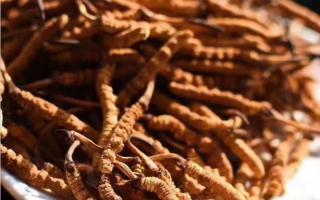 影響冬蟲夏草價(jià)格的因素有哪些？