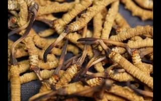 全網(wǎng)較全的冬蟲夏草常識：起源、分類、特點……