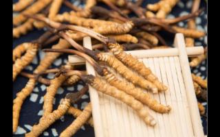 對(duì)話冬蟲夏草：為什么新鮮是王道？