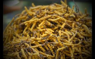 新鮮冬蟲(chóng)夏草怎么處理，可以自己曬干嗎？