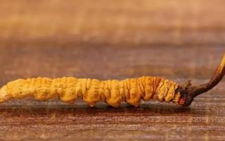 為什么斷的冬蟲(chóng)夏草會(huì)有個(gè)洞？