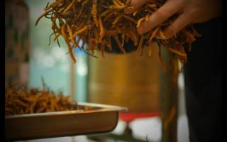 什么是冬蟲夏草？冬蟲夏草的產(chǎn)地以及產(chǎn)量！