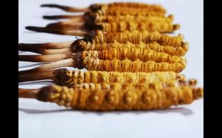 正宗高品質(zhì)冬蟲夏草怎么辨別？