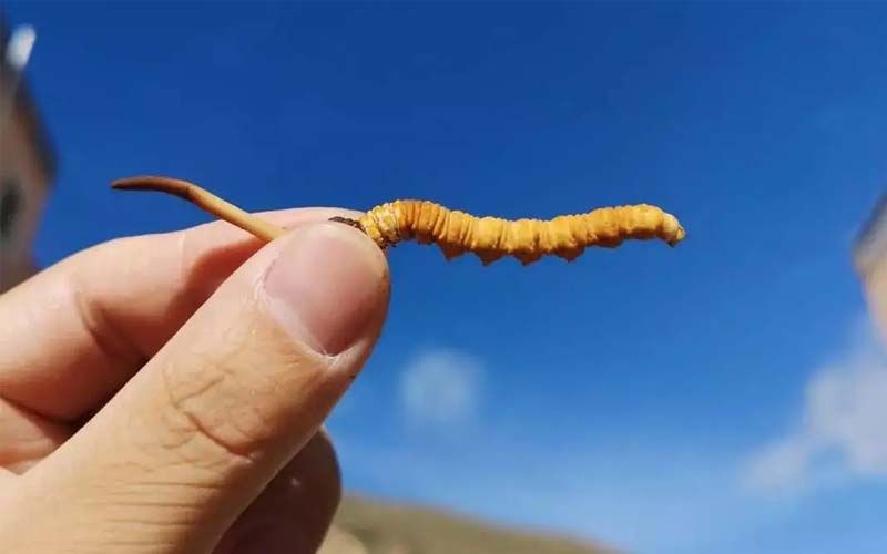 如何妥善保存新鮮的冬蟲夏草和干燥蟲草？