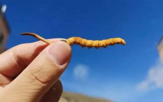 探索藏區(qū)草原，發(fā)現(xiàn)冬蟲夏草的天然寶藏！