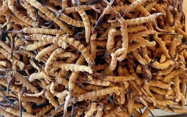 冬蟲夏草可以和番石榴一起吃嗎？