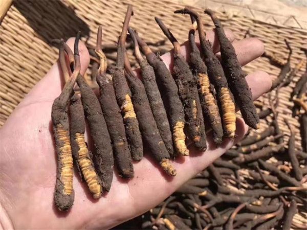 新鮮的冬蟲(chóng)夏草怎么保存方法？讓珍貴之草保持活力