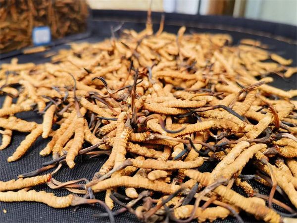 新鮮冬蟲夏草怎么吃(新鮮冬蟲夏草的5個(gè)常見(jiàn)吃法)