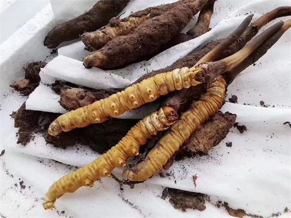 冬蟲(chóng)夏草和牛蒡搭配一起的5種吃法
