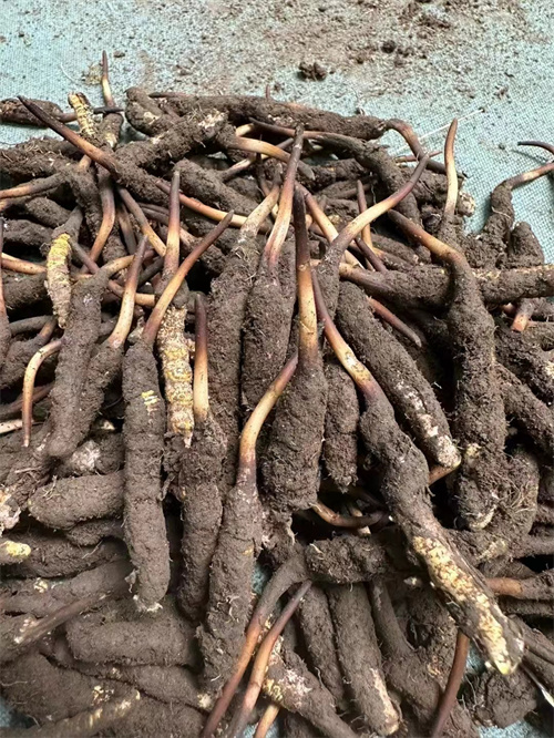 手術(shù)后能否食用冬蟲夏草？專家解答與術(shù)后康復(fù)建議