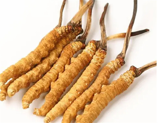 冬蟲夏草燉肉補什么？冬蟲夏草燉肉吃的4個好處