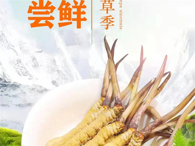 冬蟲夏草可以嫁接嗎?冬蟲夏草的形成過程極為特殊和復(fù)雜