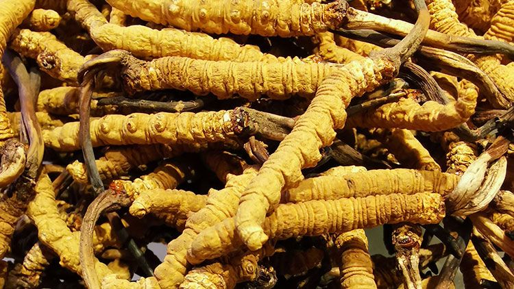 冬蟲夏草是什么味道？揭秘“軟黃金”的獨特風味